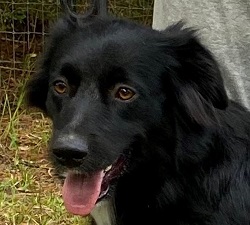 amaya